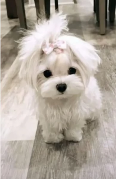 dolcissima maltese maschio e femmina per ladozione | Foto 1