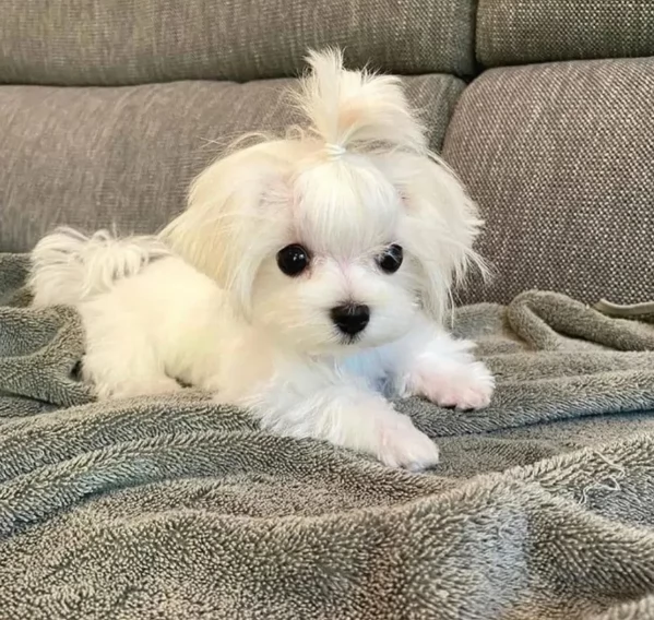 dolcissima maltese maschio e femmina per ladozione | Foto 0