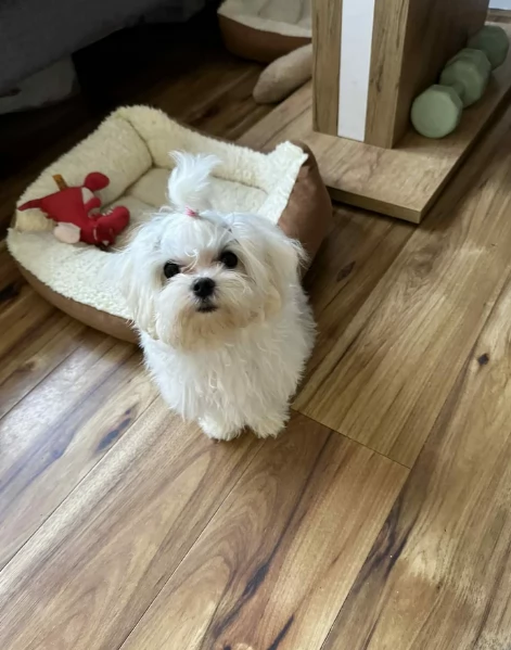 dolcissima maltese maschio e femmina per ladozione | Foto 1