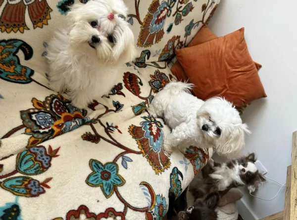 dolcissima maltese maschio e femmina per ladozione