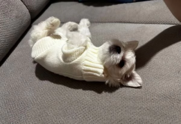 dolcissima maltese maschio e femmina per ladozione | Foto 4