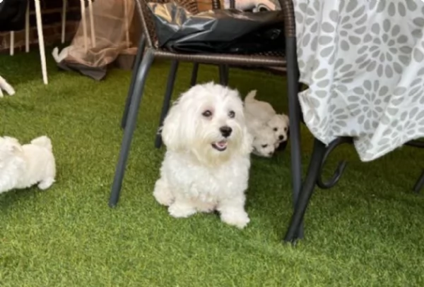 dolcissima maltese maschio e femmina per ladozione | Foto 1