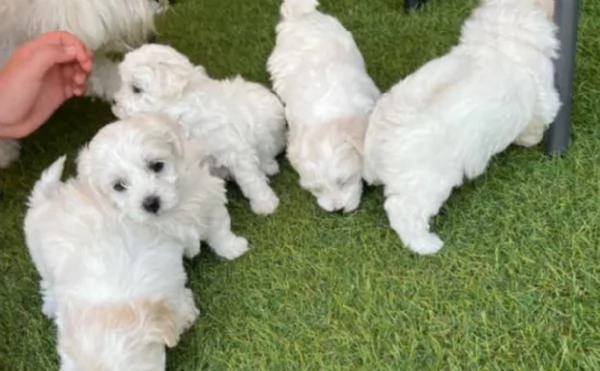 dolcissima maltese maschio e femmina per ladozione | Foto 0