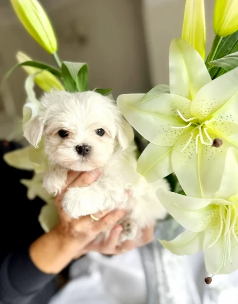 dolcissima maltese maschio e femmina per ladozione | Foto 0