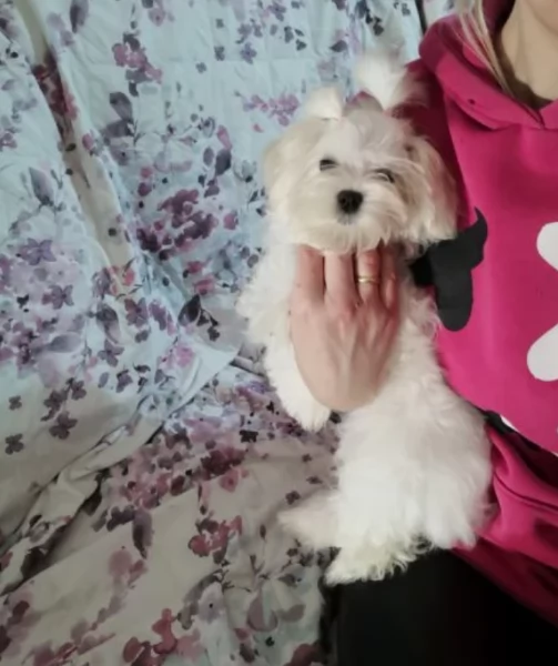 dolcissima maltese maschio e femmina per ladozione | Foto 0