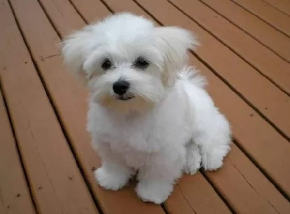 dolcissima maltese maschio e femmina per ladozione