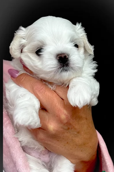 dolcissima maltese maschio e femmina per ladozione | Foto 4