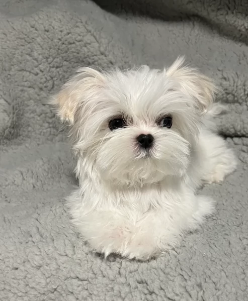 dolcissima maltese maschio e femmina per ladozione | Foto 2