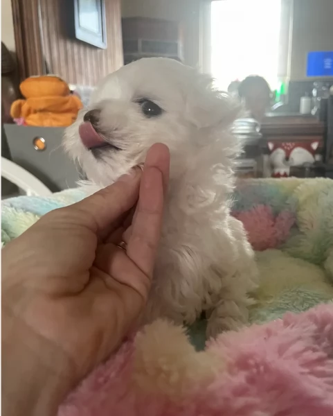 dolcissima maltese maschio e femmina per ladozione