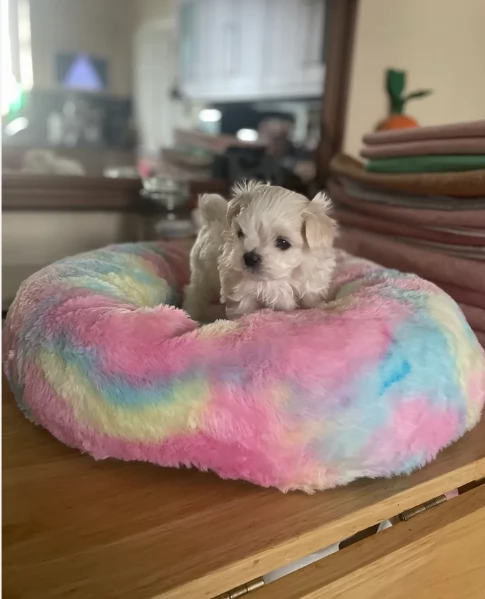 dolcissima maltese maschio e femmina per ladozione | Foto 1