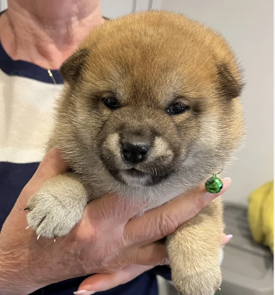 bellissimi nani ShibaInu dolcissimi | Foto 3