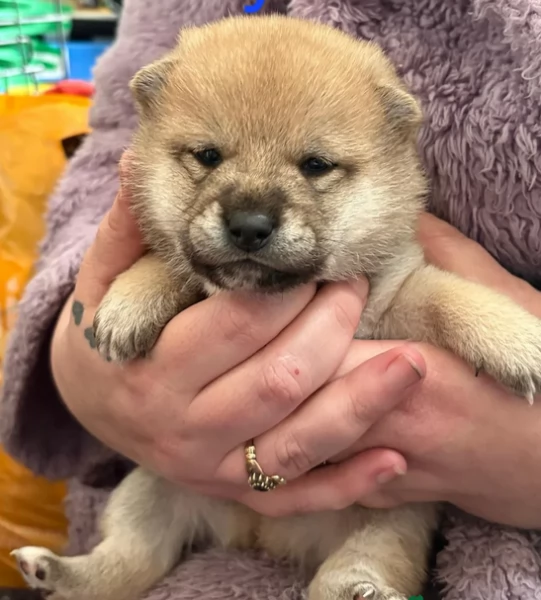 bellissimi nani Shiba Inu dolcissimi | Foto 2