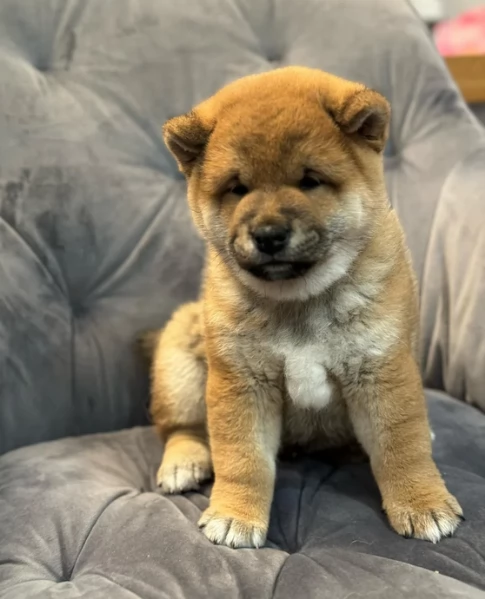 bellissimi nani Shiba Inu dolcissimi | Foto 1