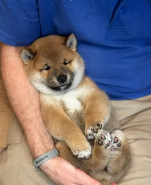 bellissimi nani Shiba Inu dolcissimi | Foto 0