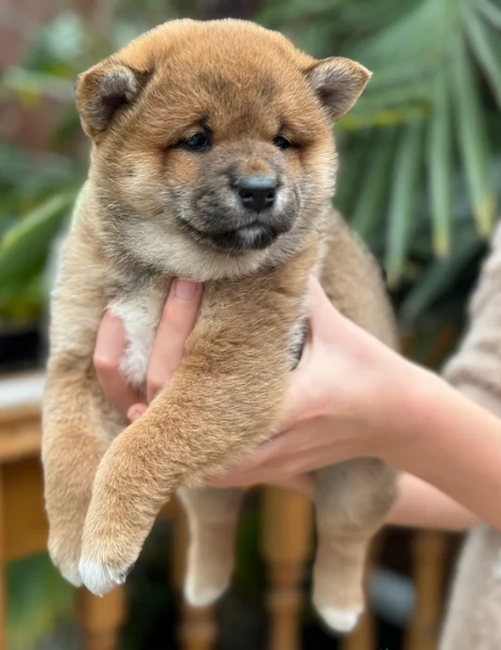 bellissimi nani Shiba Inu dolcissimi | Foto 2