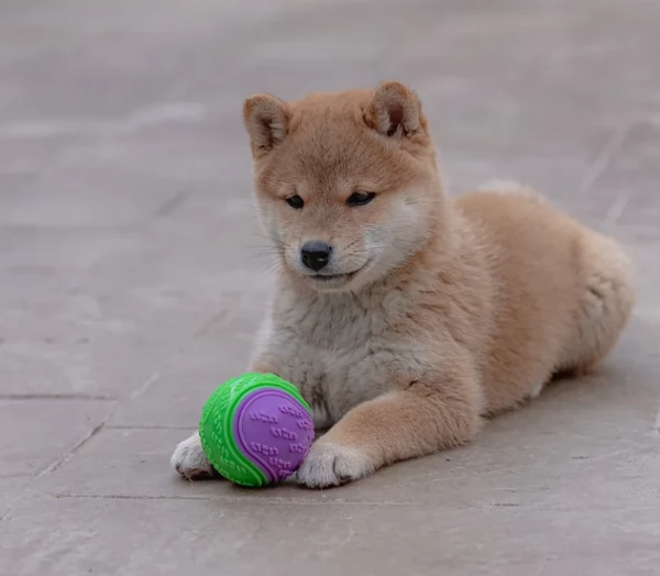 bellissimi nani Shiba Inu dolcissimi