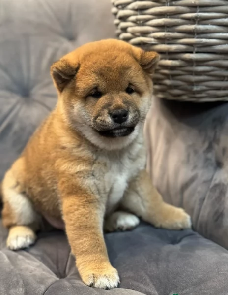 bellissimi nani Shiba Inu dolcissimi | Foto 1