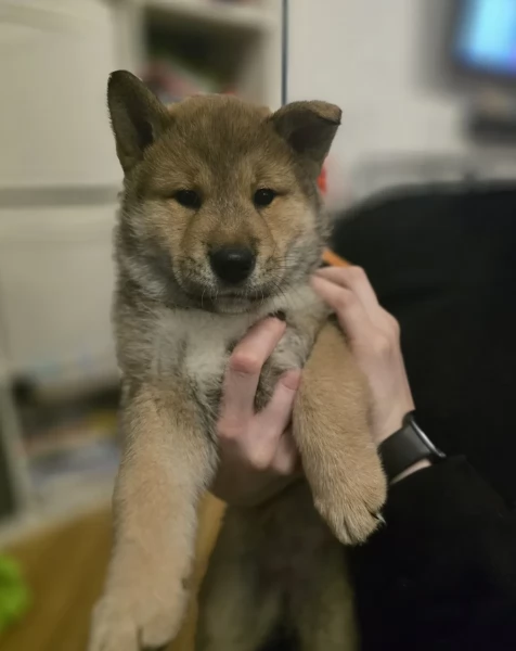 bellissimi nani Shiba Inu dolcissimi
