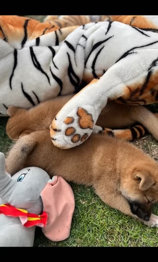 bellissimi nani Shiba Inu dolcissimi | Foto 2