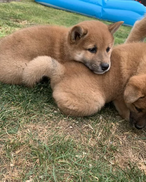 bellissimi nani Shiba Inu dolcissimi | Foto 0