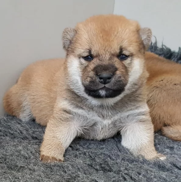bellissimi nani Shiba Inu dolcissimi | Foto 1