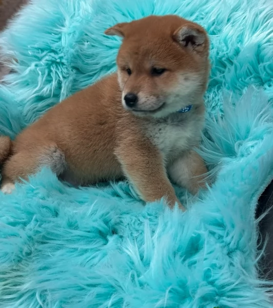 bellissimi nani Shiba Inu dolcissimi | Foto 4