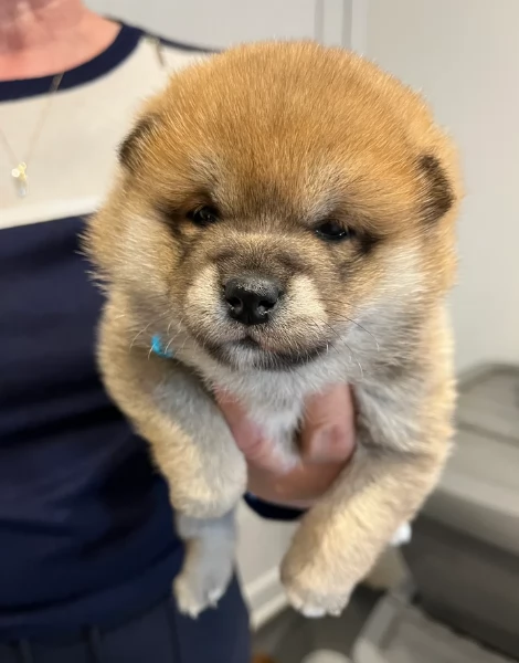 bellissimi nani Shiba Inu dolcissimi | Foto 3