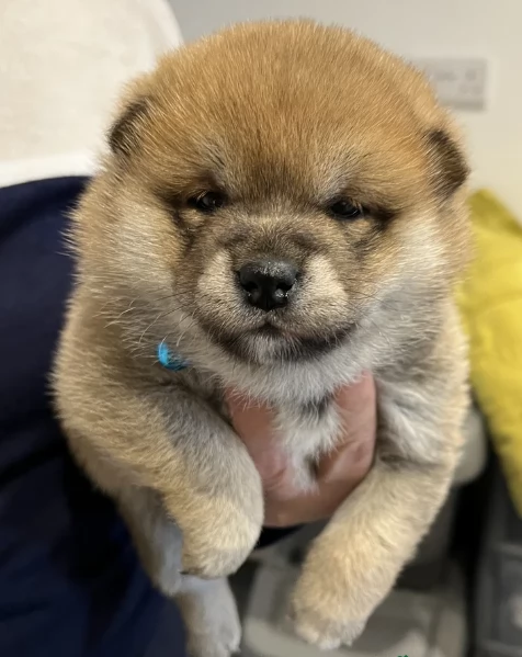 bellissimi nani Shiba Inu dolcissimi | Foto 1