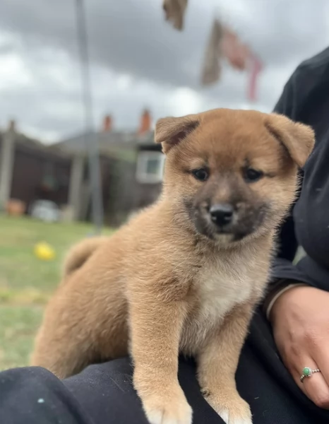 bellissimi nani Shiba Inu dolcissimi