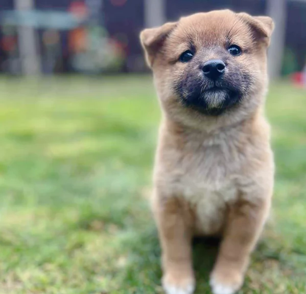 bellissimi nani Shiba Inu dolcissimi | Foto 5