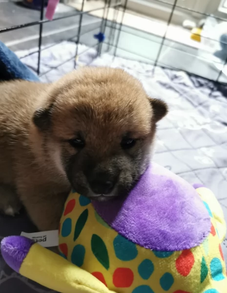 bellissimi nani Shiba Inu dolcissimi | Foto 2