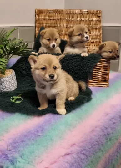 bellissimi nani Shiba Inu dolcissimi