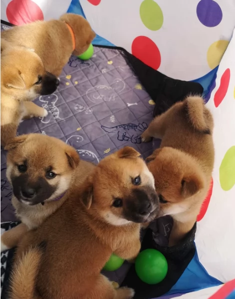 bellissimi nani Shiba Inu dolcissimi | Foto 0