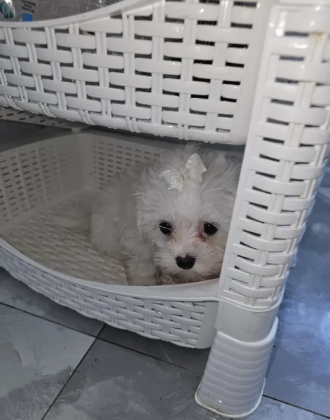 meravigliosi maltese maschio e femmina per ladozione | Foto 3