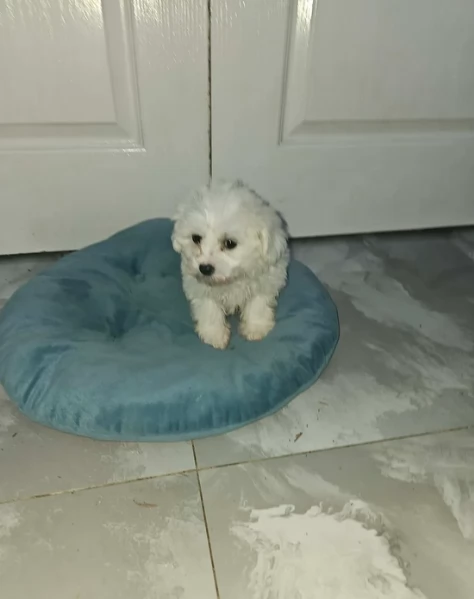 meravigliosi maltese maschio e femmina per ladozione | Foto 0