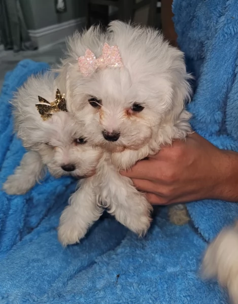 meravigliosi maltese maschio e femmina per ladozione