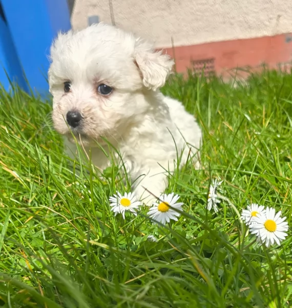 meravigliosi maltese maschio e femmina per ladozione | Foto 3