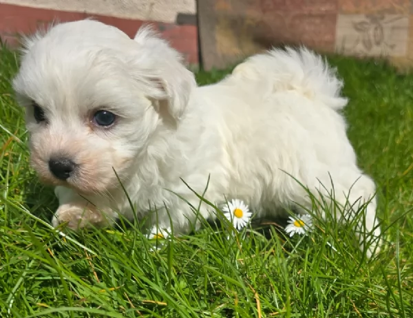 meravigliosi maltese maschio e femmina per ladozione | Foto 2