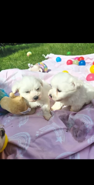 meravigliosi maltese maschio e femmina per ladozione | Foto 0