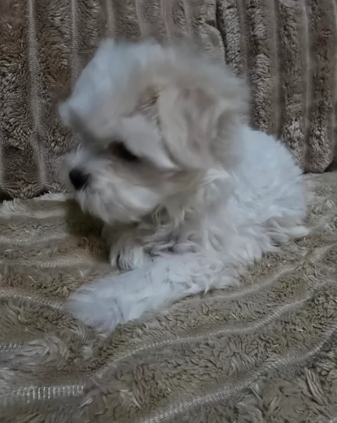 meravigliosi maltese maschio e femmina per ladozione | Foto 2