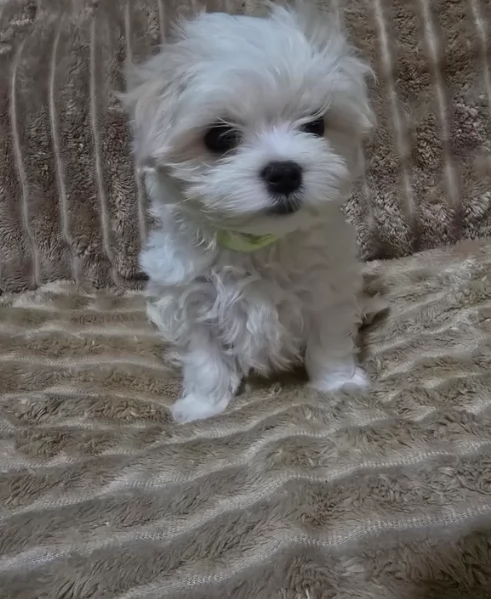 meravigliosi maltese maschio e femmina per ladozione | Foto 3