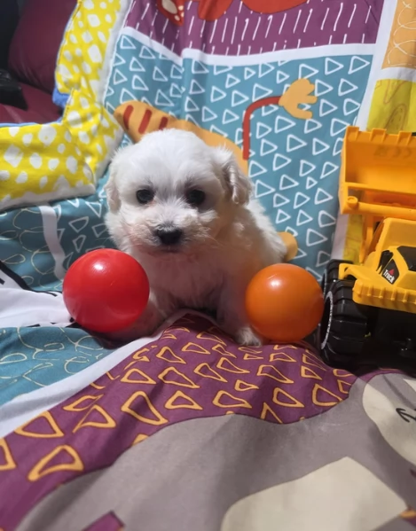 meravigliosi maltese maschio e femmina per ladozione | Foto 2