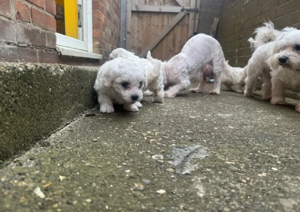 meravigliosi maltese maschio e femmina per ladozione