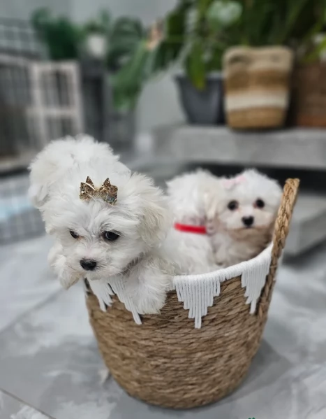meravigliosi maltese maschio e femmina per ladozione | Foto 2