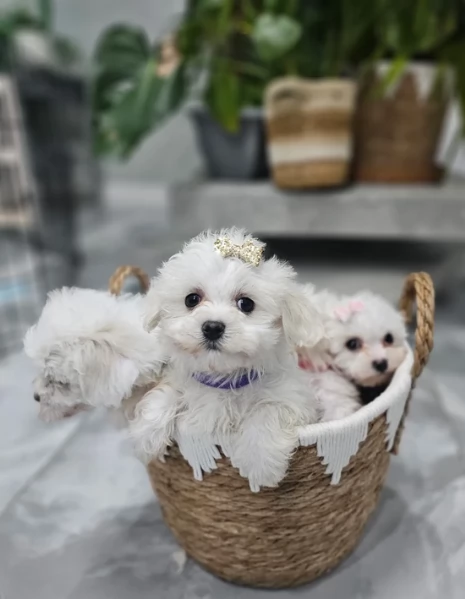 meravigliosi maltese maschio e femmina per ladozione | Foto 1