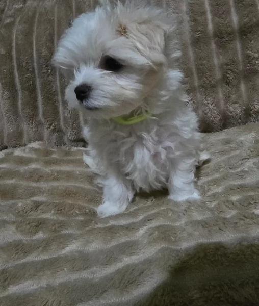 meravigliosi maltese maschio e femmina per ladozione | Foto 5