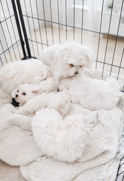 meravigliosi maltese maschio e femmina per ladozione | Foto 4