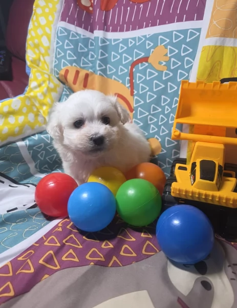 meravigliosi maltese maschio e femmina per ladozione | Foto 3