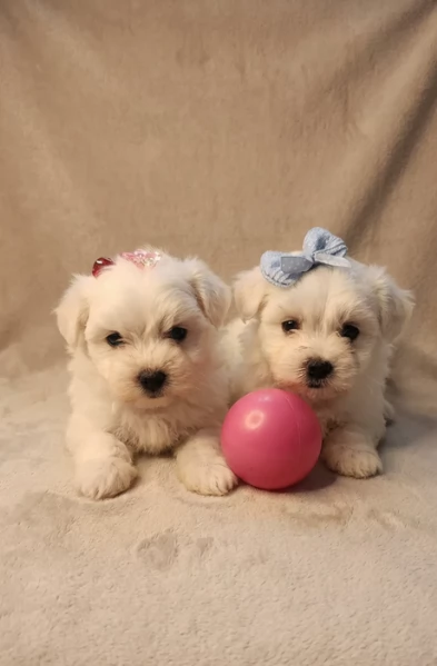 meravigliosi maltese maschio e femmina per ladozione | Foto 2