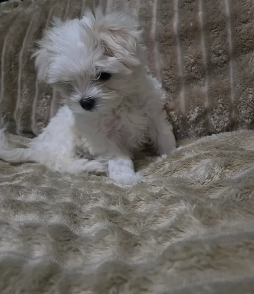 meravigliosi maltese maschio e femmina per ladozione | Foto 1